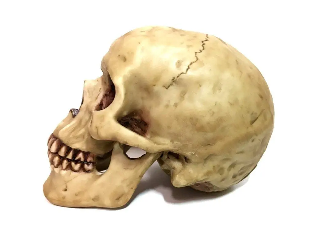 Gifts & Decors Human Skull Replica Home Décor 6.5x4.25x4.6" | Highly Realistic Gothic Accent - view 2
