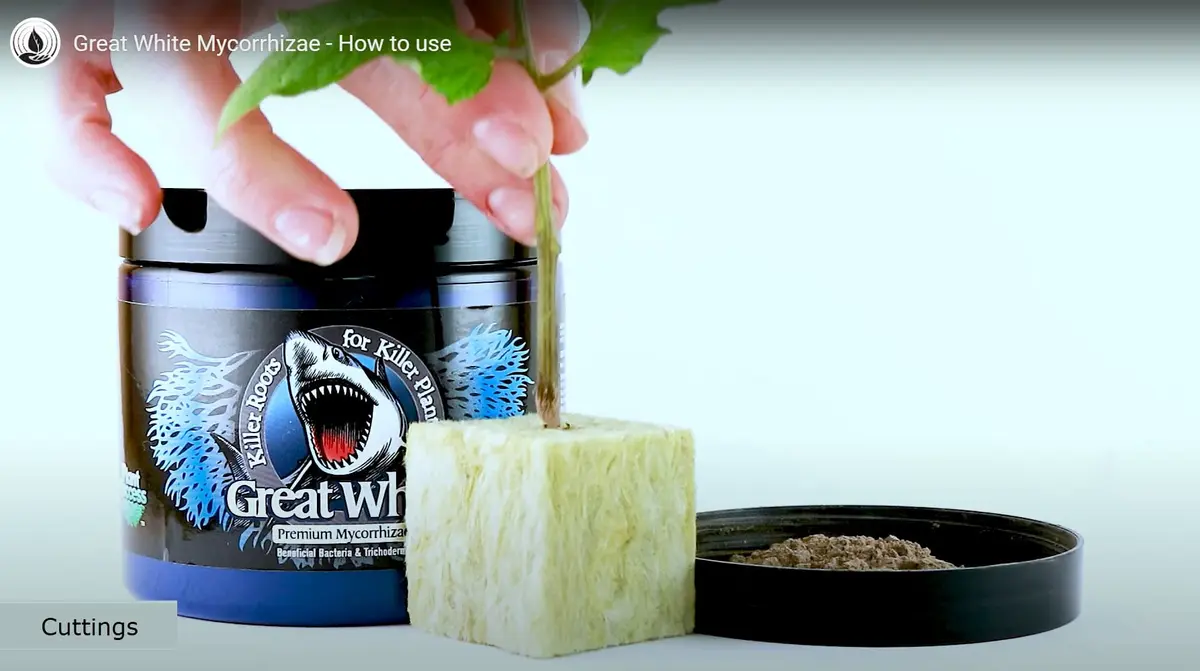 Plant Success Great White Premium Mycorrhizae 1 oz (28.35 g) | Beneficial Bacteria & Trichoderma Root Stimulator - view 3