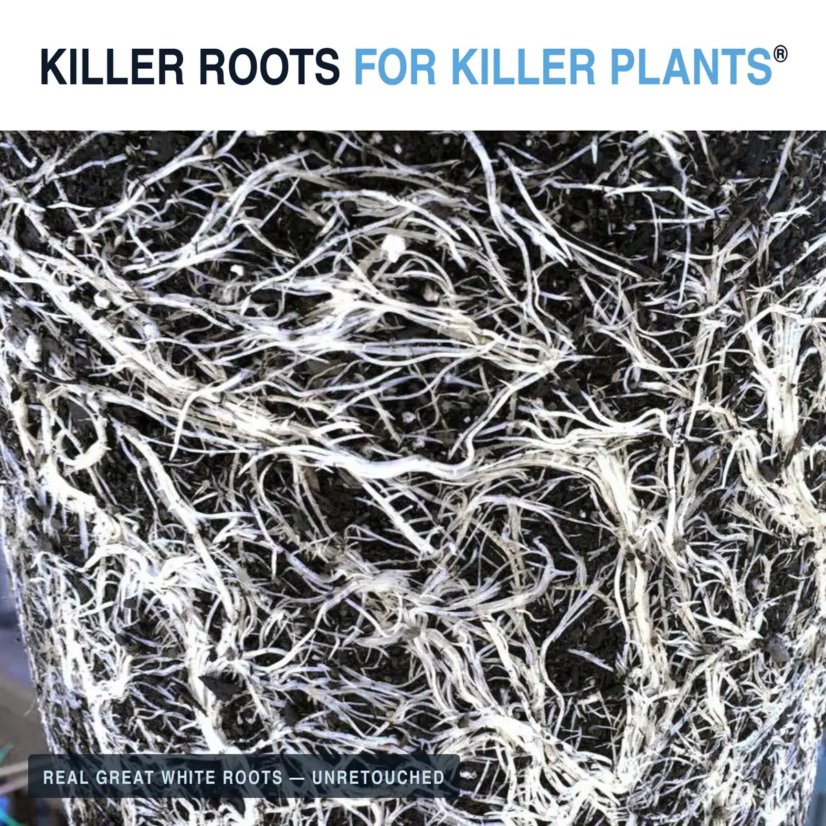 Plant Success Great White Mycorrhizal Fungi 4 oz (113g) | Beneficial Bacteria for Plant Growth - view 5