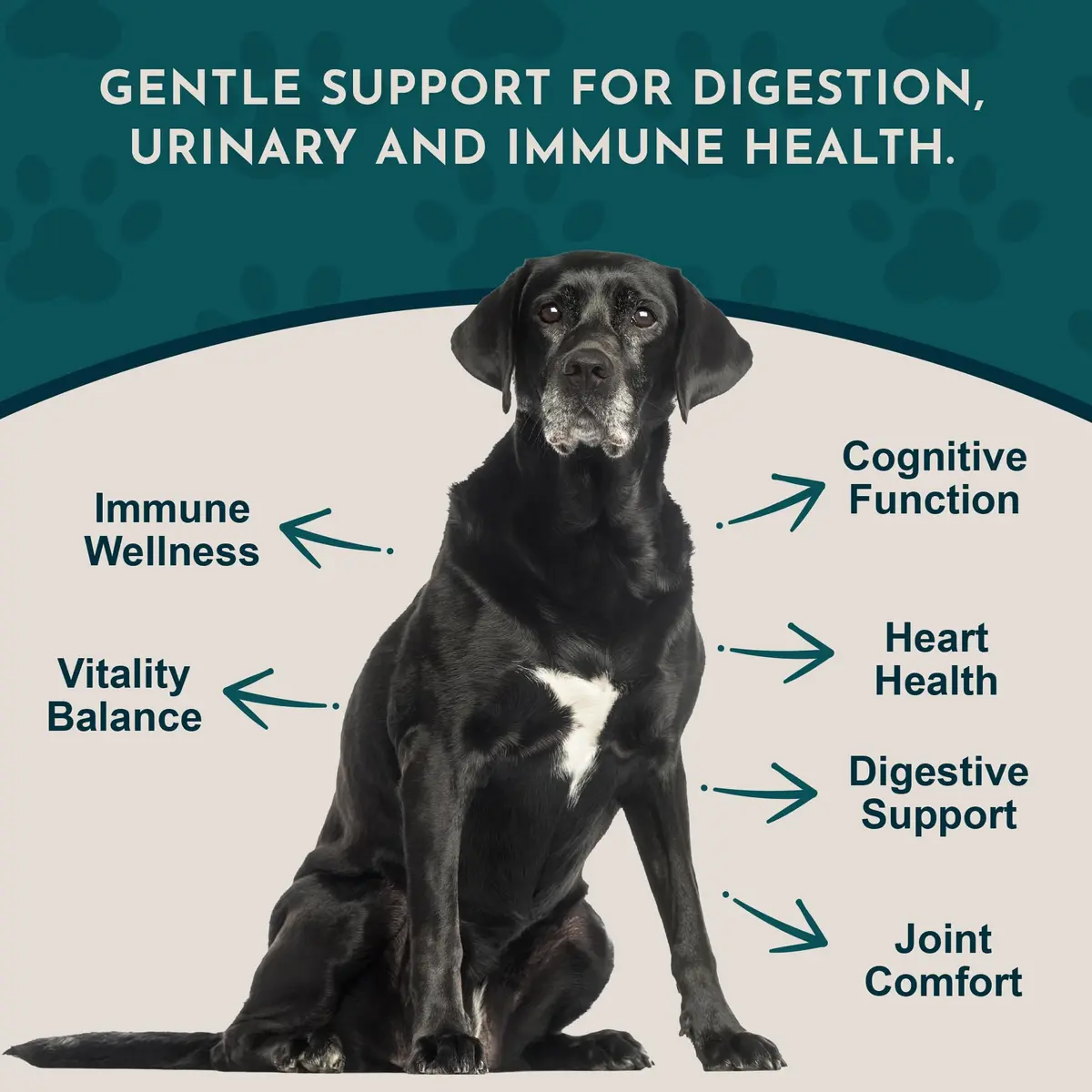 Animal Essentials Senior Support for Dogs & Cats Supplement - 2 fl Oz | Supports Mental & Physical Well-Being - view 3