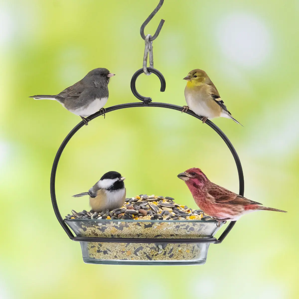 Audubon Park Songbird Bird Seed 14 lb | Supports Year-Round Feeding with Nutritious Blend - view 7