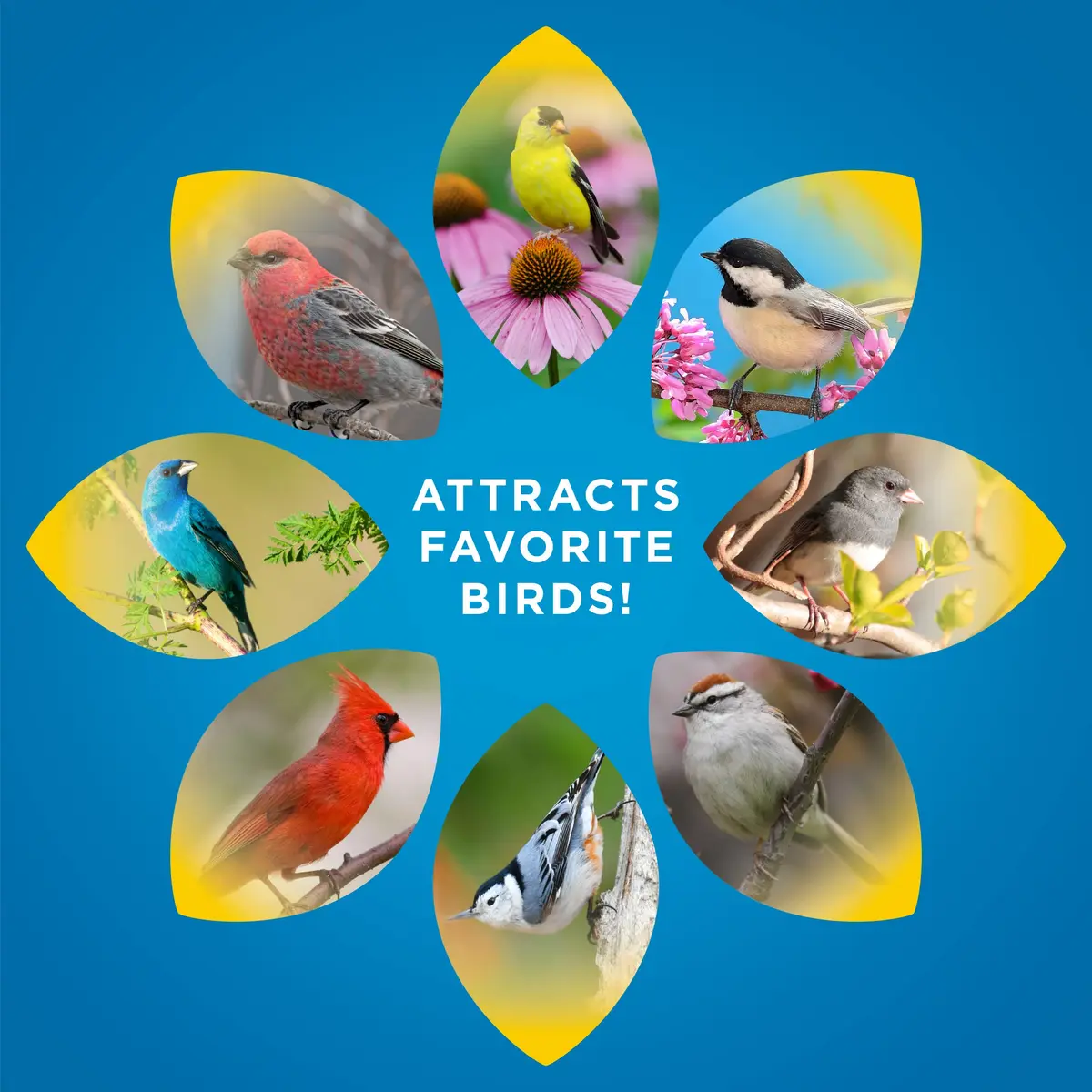 Audubon Park Songbird Bird Seed 14 lb | Supports Year-Round Feeding with Nutritious Blend - view 4