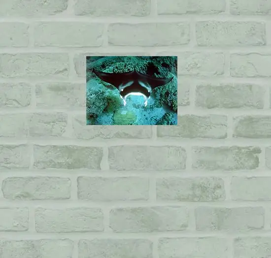 Impact Posters Gallery Underwater Ocean Animal Manta Ray Sea Life Wall Decor 16x20 | Vibrant Marine Scene - view 3