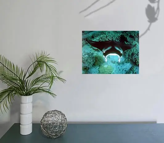 Impact Posters Gallery Underwater Ocean Animal Manta Ray Sea Life Wall Decor 16x20 | Vibrant Marine Scene - view 4