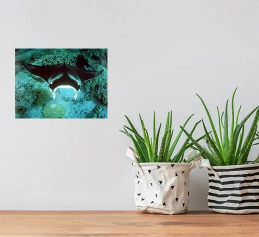 Impact Posters Gallery Underwater Ocean Animal Manta Ray Sea Life Wall Decor 16x20 | Vibrant Marine Scene - view 6
