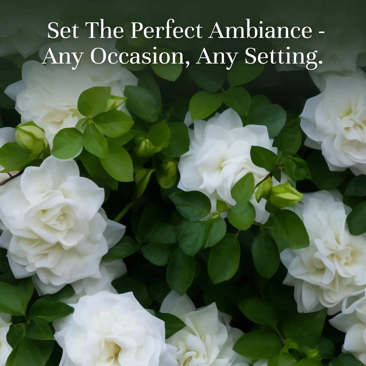 P&J Trading Fragrance Oil for Diffusers Gardenia 10ml | Versatile DIY Essential Oil - view 2