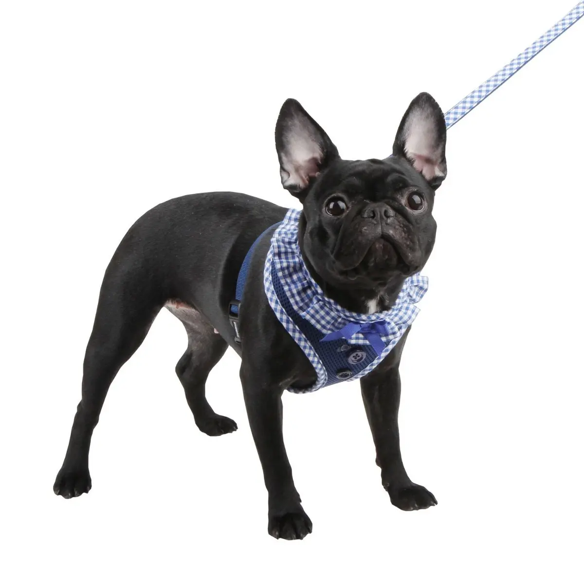 Puppia Vivien Dog Harness Over-the-Head Small | No Pull, Adjustable, All Season (70-120 chars) - view 3