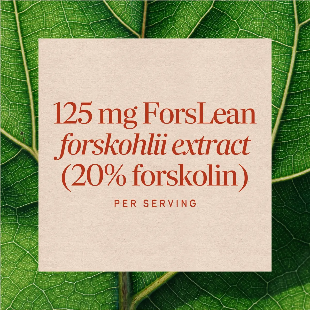 Nature's Way Coleus Forskohlii Extract, 20% Forskolin, Vegan, 60 ct | Supports Body Composition - view 4