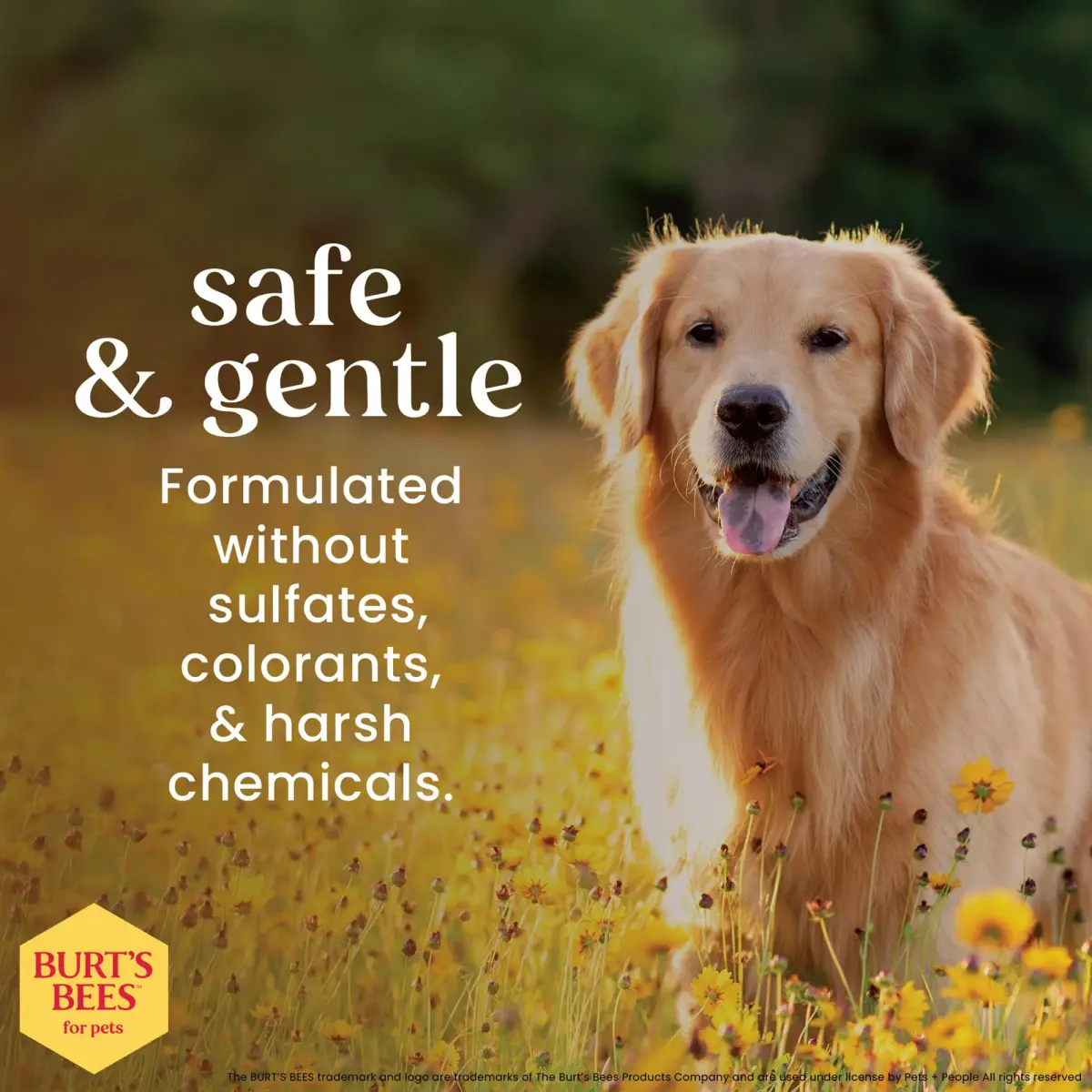 Burt's Bees for Pets Itch Soothing Dog Shampoo Honeysuckle 473ml (16 Fl Oz) | Gentle Formula for Itchy, Dry Skin - view 5