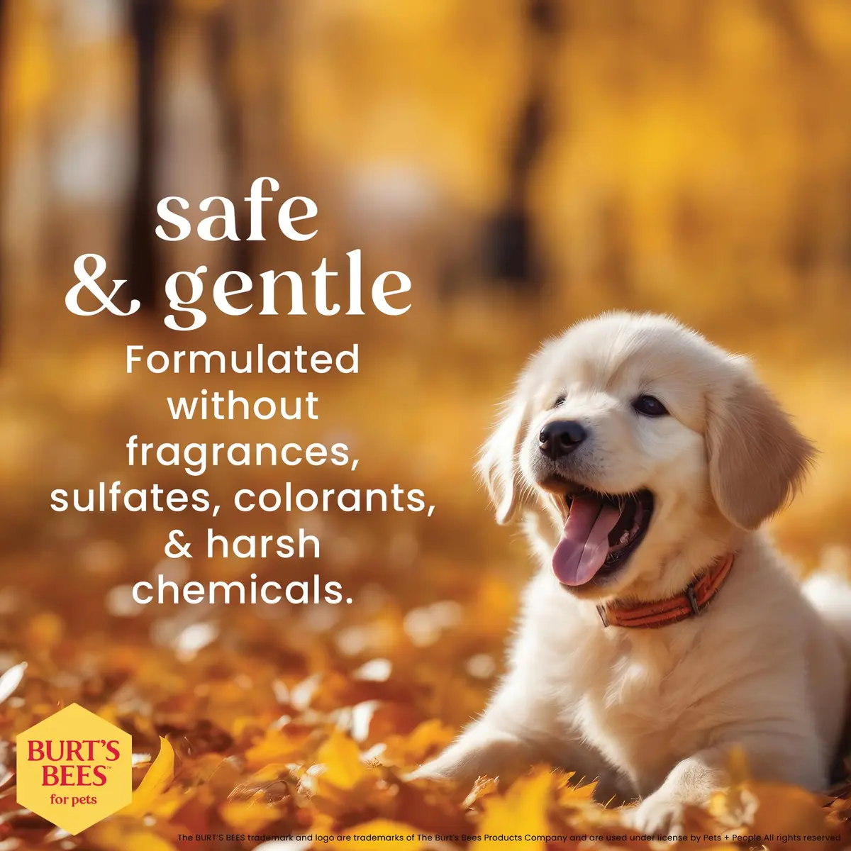 Burt's Bees for Pets Tearless Puppy Shampoo & Conditioner with Buttermilk, 473ml (16 Fl Oz) | Gentle 2-in-1 Formula for Sensitive Skin - view 5