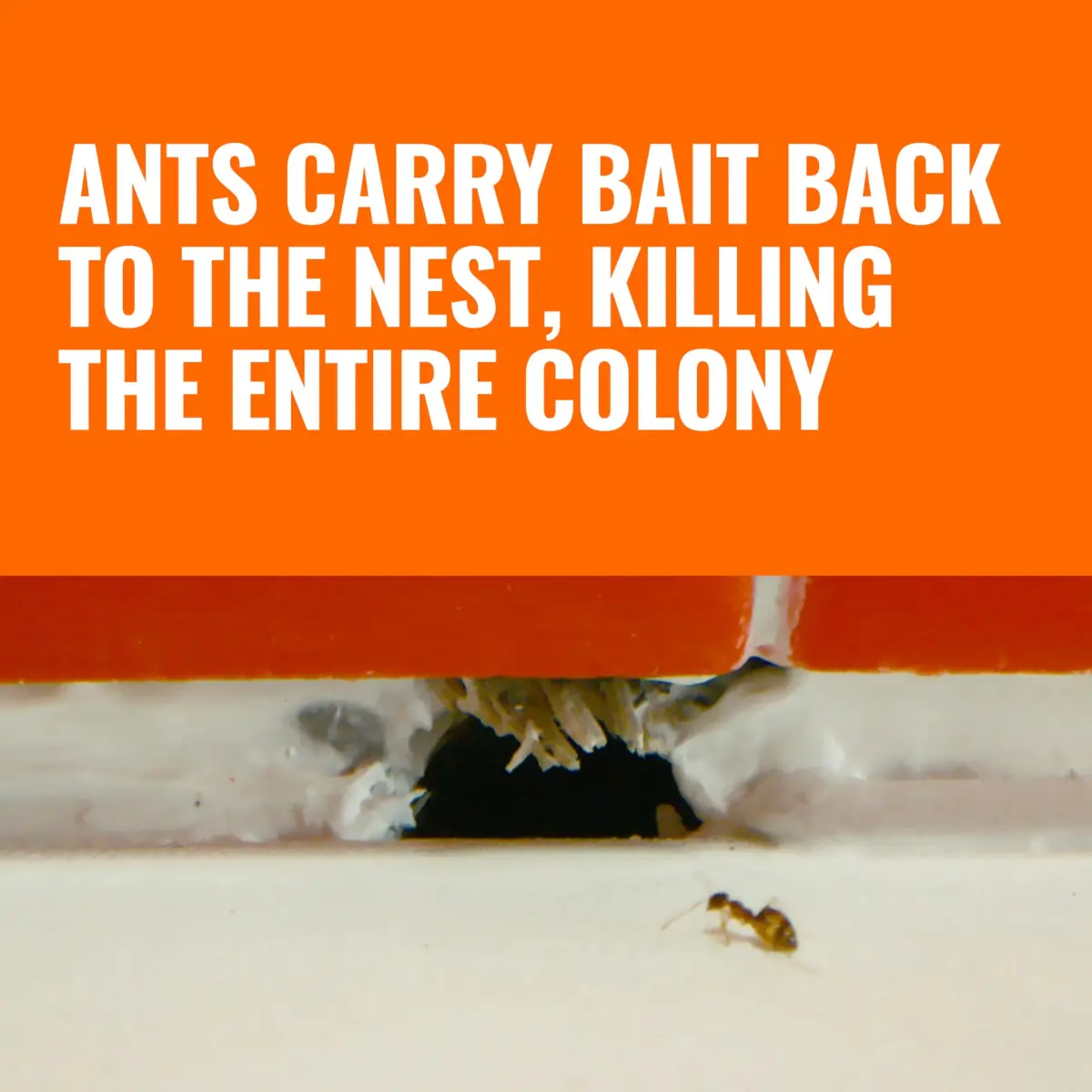 Terro Ant Killer Bait Stations T300B, 12 Count | Borax Formula Kills Colony - view 3