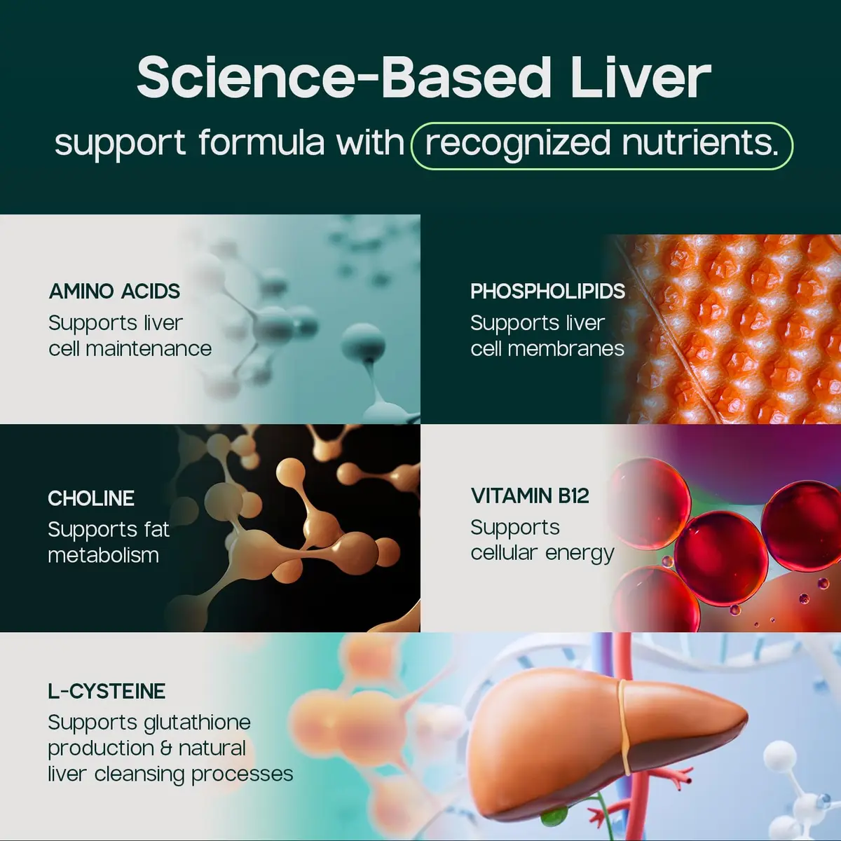 LIVERITE Liver Aid - Liver Support Supplement - 60 Tablets | Supports Liver Function & Energy - view 6