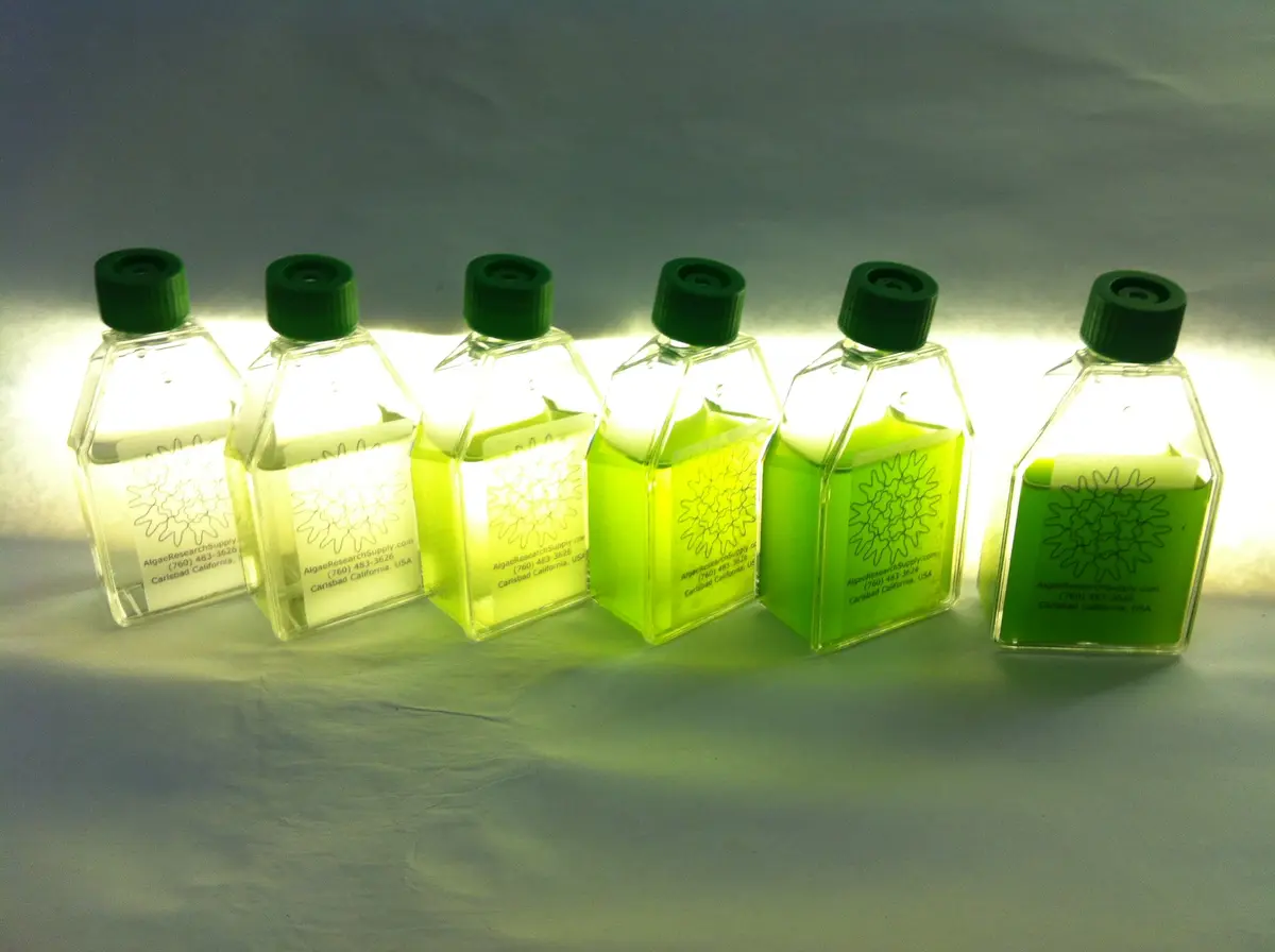 Algae Research Supply Algae Culture Kit Spirulina | School Science Fair & Classroom Experiment - view 2