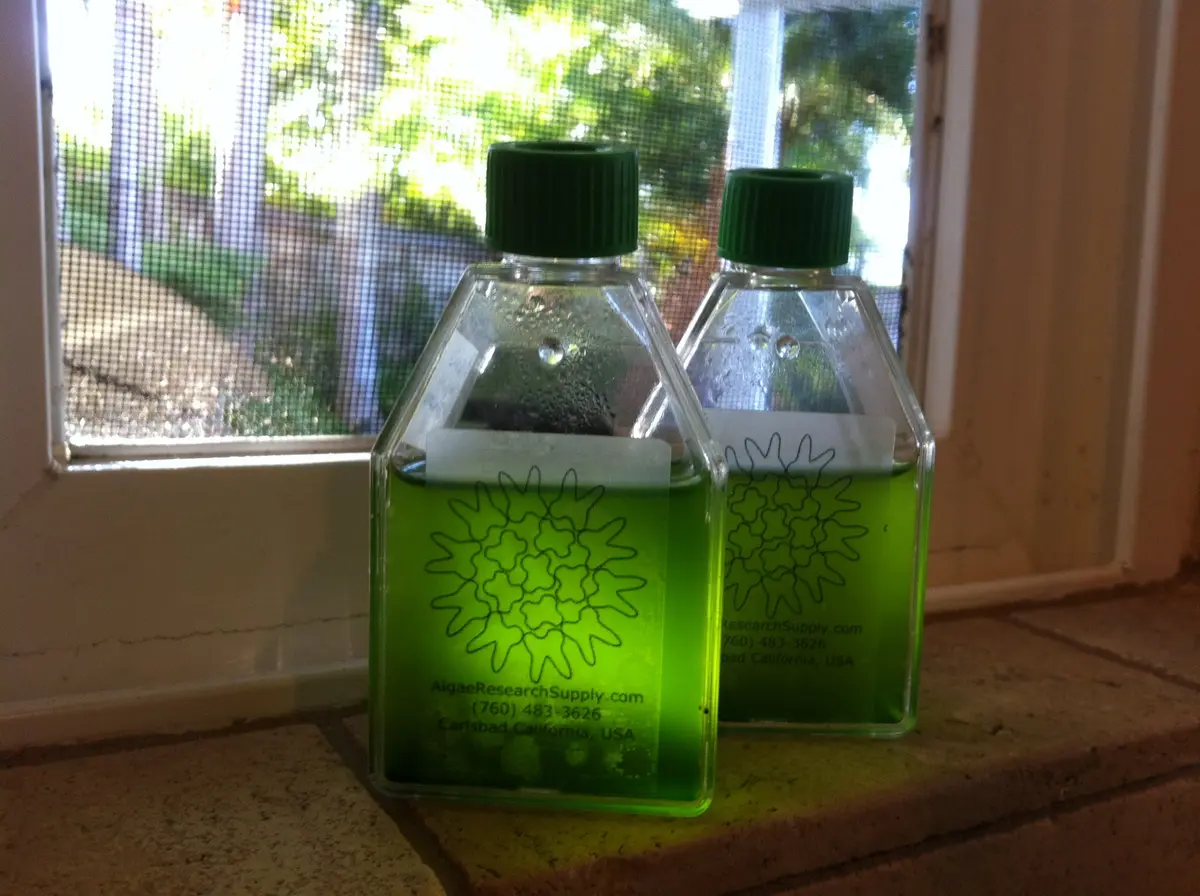 Algae Research Supply Algae Culture Kit Spirulina | School Science Fair & Classroom Experiment - view 3