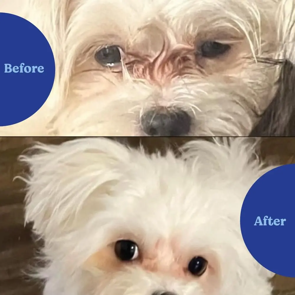Angels' Eyes Natural Tear Stain Prevention Soft Chews for Dogs | Chicken Formula 120 Count | Daily Supplement to Reduce Eye Stains - view 2