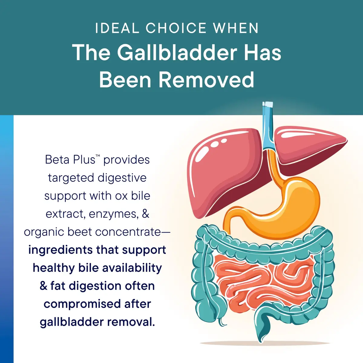 BIOTICS RESEARCH Beta-Plus™ Nutritional Ox Bile Salts 90 Count | Supports Fat Digestion & Liver Function - view 6