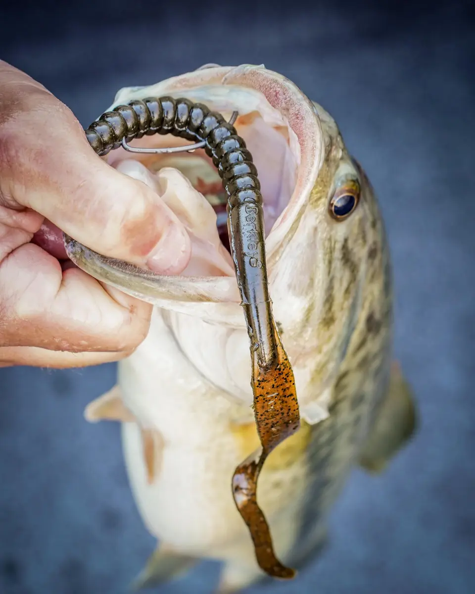Berkley PowerBait Power Worm Fishing Bait, Black Grape, 10in | Classic Curly Tail Profile for Spring, Summer & Fall Fishing - view 2