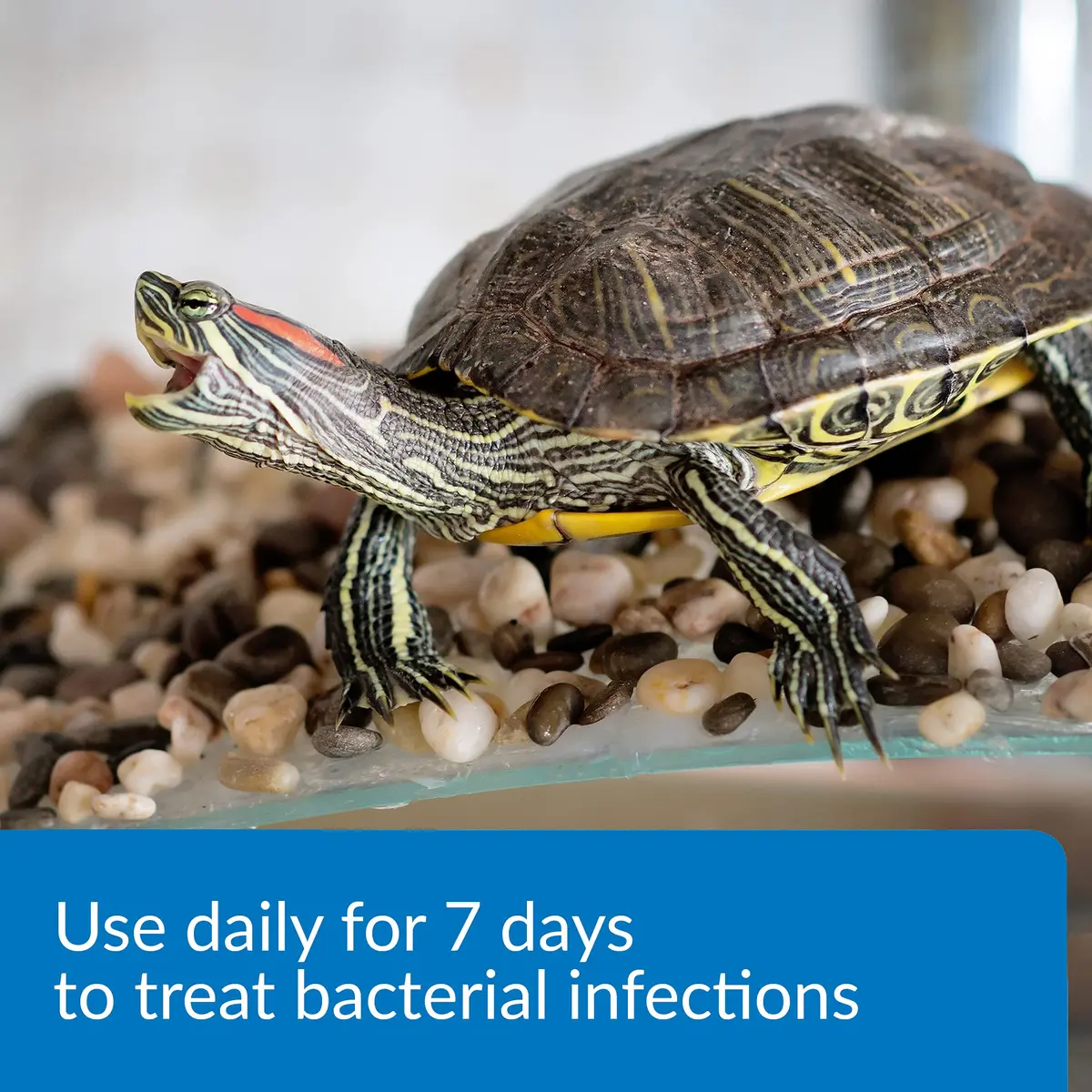 API TURTLE FIX Nonbacilli Turtle Remedy 4 oz | Safe Aquatic Reptile Treatment - view 2
