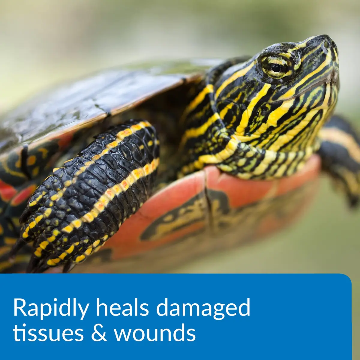 API TURTLE FIX Nonbacilli Turtle Remedy 4 oz | Safe Aquatic Reptile Treatment - view 3