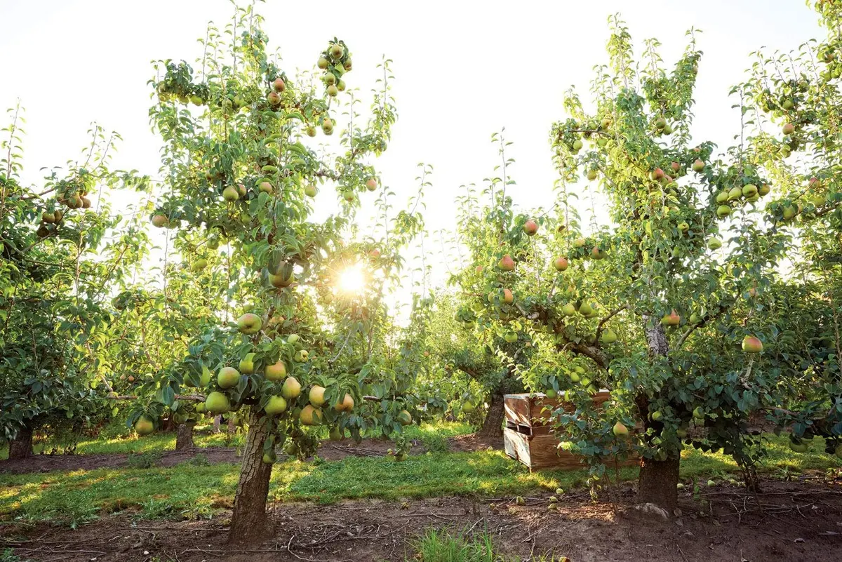 Harry & David Royal Riviera Pears - Family Affair, 6Lb | Juicy, Handpicked Pears from Oregon - view 4