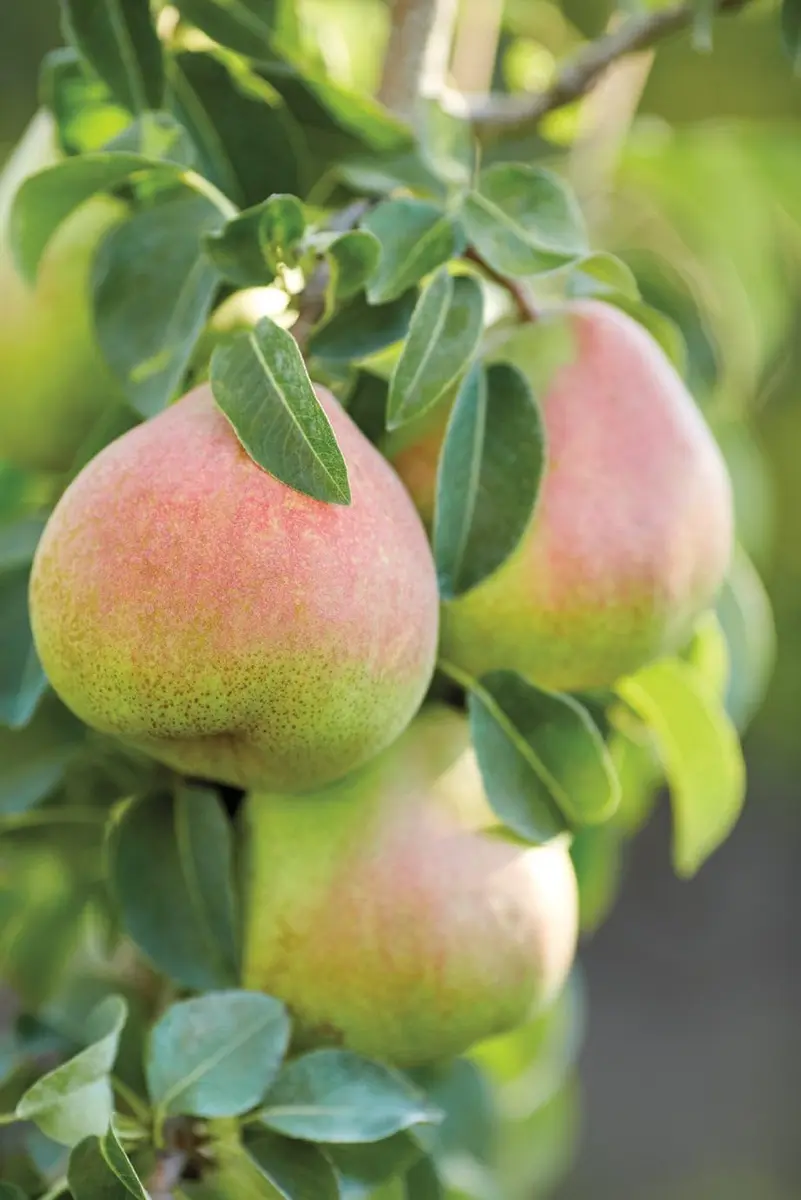 Harry & David Royal Riviera Pears - Family Affair, 6Lb | Juicy, Handpicked Pears from Oregon - view 5