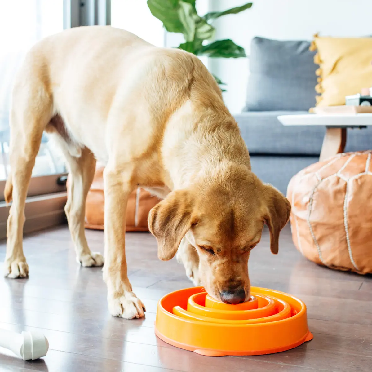 Outward Hound Fun Feeder Slo Bowl Large 4-Cup Capacity Orange Swirl Pattern | Slow Feeding Dog Bowl for Medium to Large Dogs - view 6