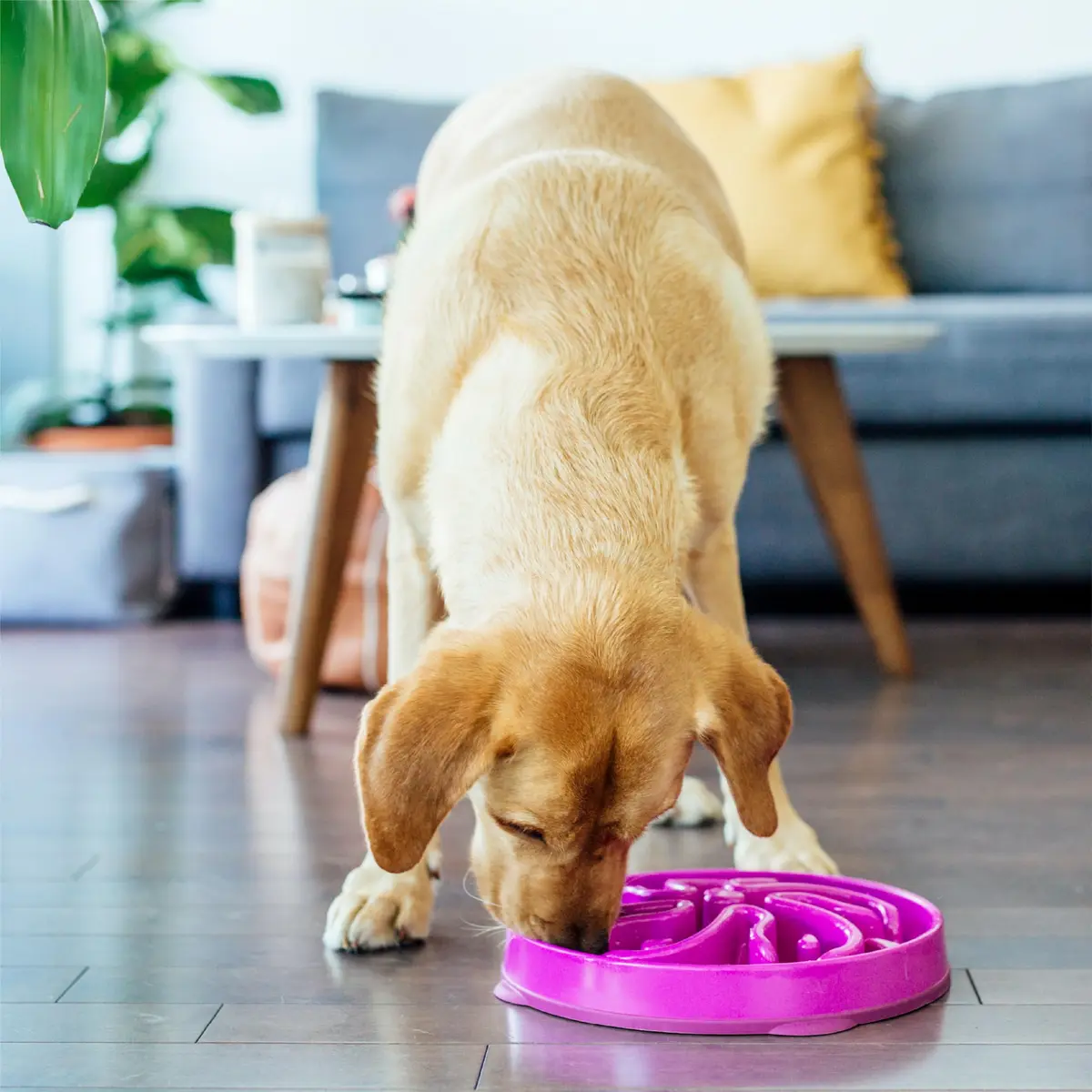 Outward Hound Fun Feeder Slo Bowl Large 4-Cup Capacity Purple Flower Pattern | Slow Feeder Dog Bowl for Fast Eaters - view 6