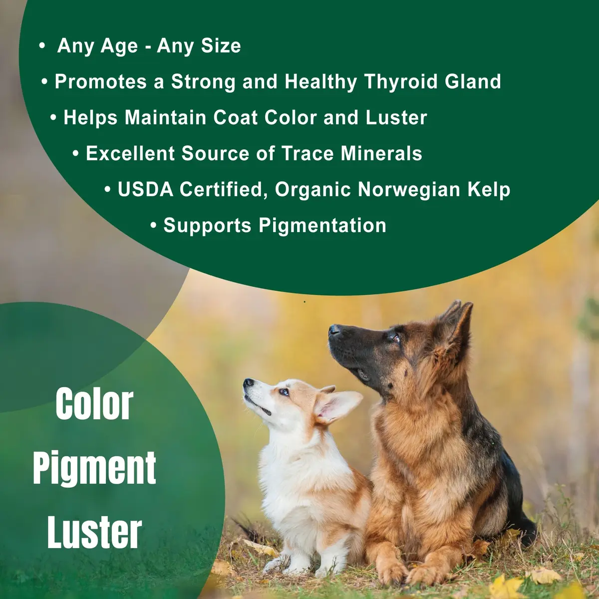 Dogzymes Organic Norwegian Kelp for Pets 12oz | Rich in Iodine to Support Thyroid & Gland Function - view 4