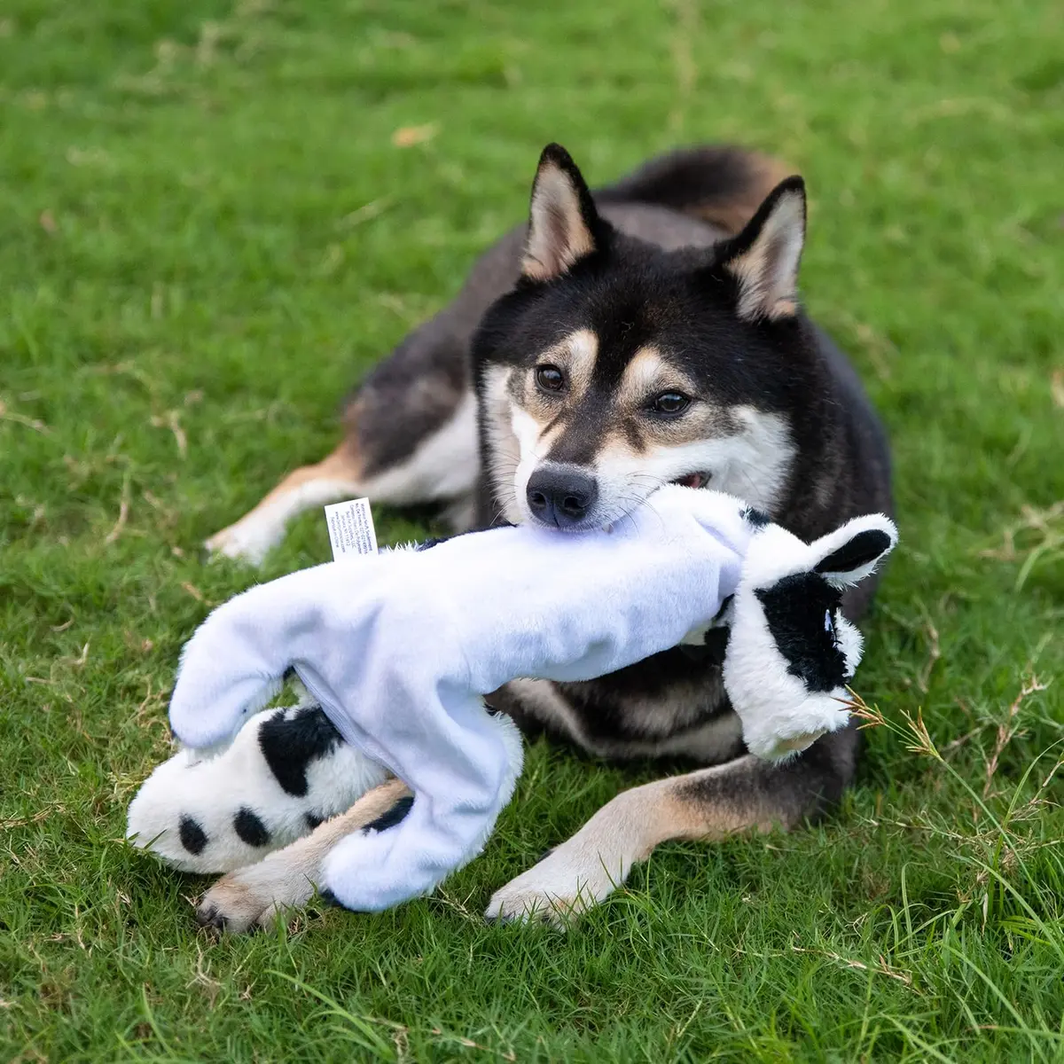 Best Pet Supplies 2-in-1 Stuffless Squeaky Dog Toy - Cow, Small | No Mess, Safe & Durable for Small Dogs - view 6