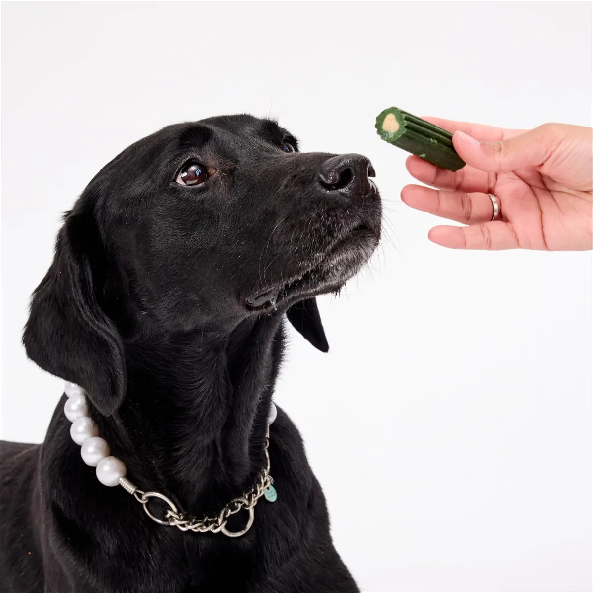 ARK NATURALS Brushless Toothpaste Dog Dental Treats - Large Breeds (10 ct) | 4-in-1 Plaque & Tartar Control, Breath Freshener - view 7