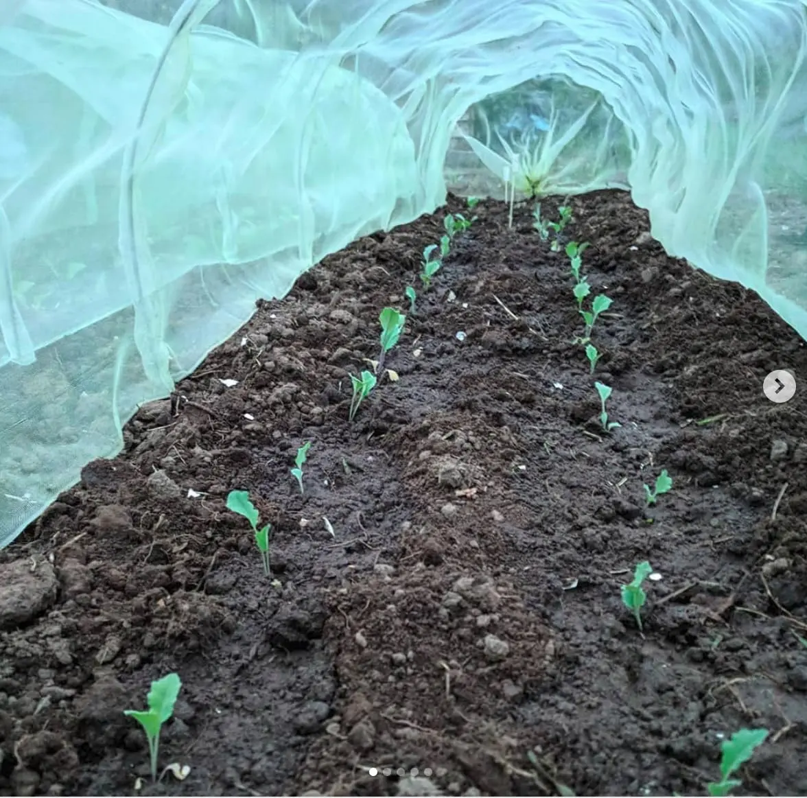 Haxnicks Easy Micromesh Tunnel Garden Cloche Standard Protects Plants & Flowers - view 4