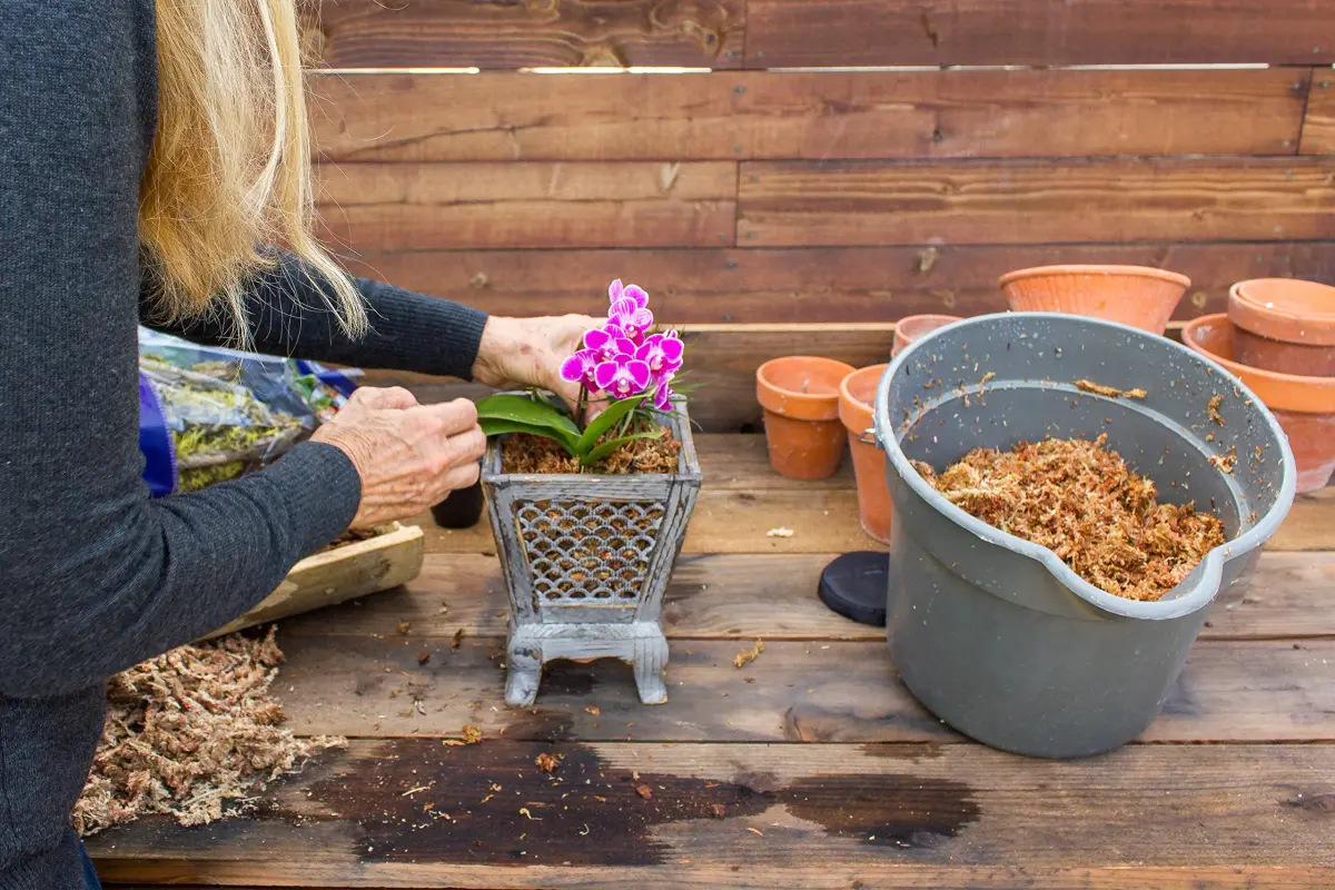 SuperMoss Orchid Sphagnum Moss 1.11 kg (2 lb) Bag | Premium Long Fiber for Orchids & Succulents - view 4