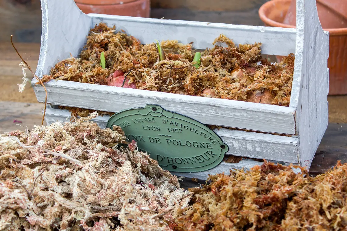 SuperMoss Orchid Sphagnum Moss 227g (8oz) | Long Fiber Natural Dried Moss for Orchids and Succulents - view 6