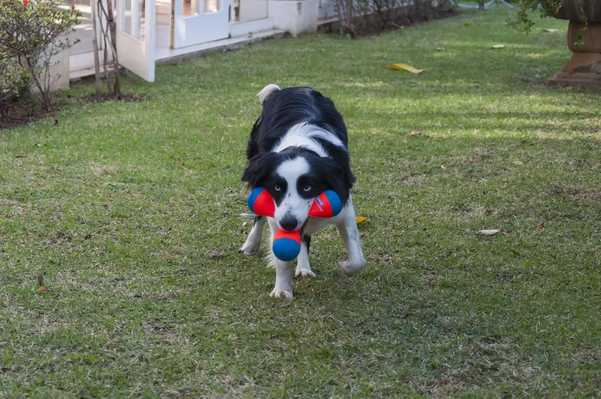 Chuckit! Tri-Bumper Fetch & Tug Dog Toy Medium | Floats & Tumbles for Exciting Fetch - view 9