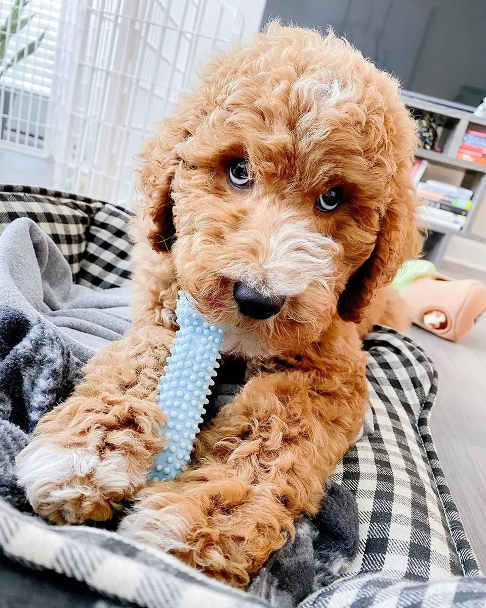 Nylabone Puppy Chew Blue Textured Teething Dog Bone X-Small | Soothes Gums & Cleans Teeth - view 2