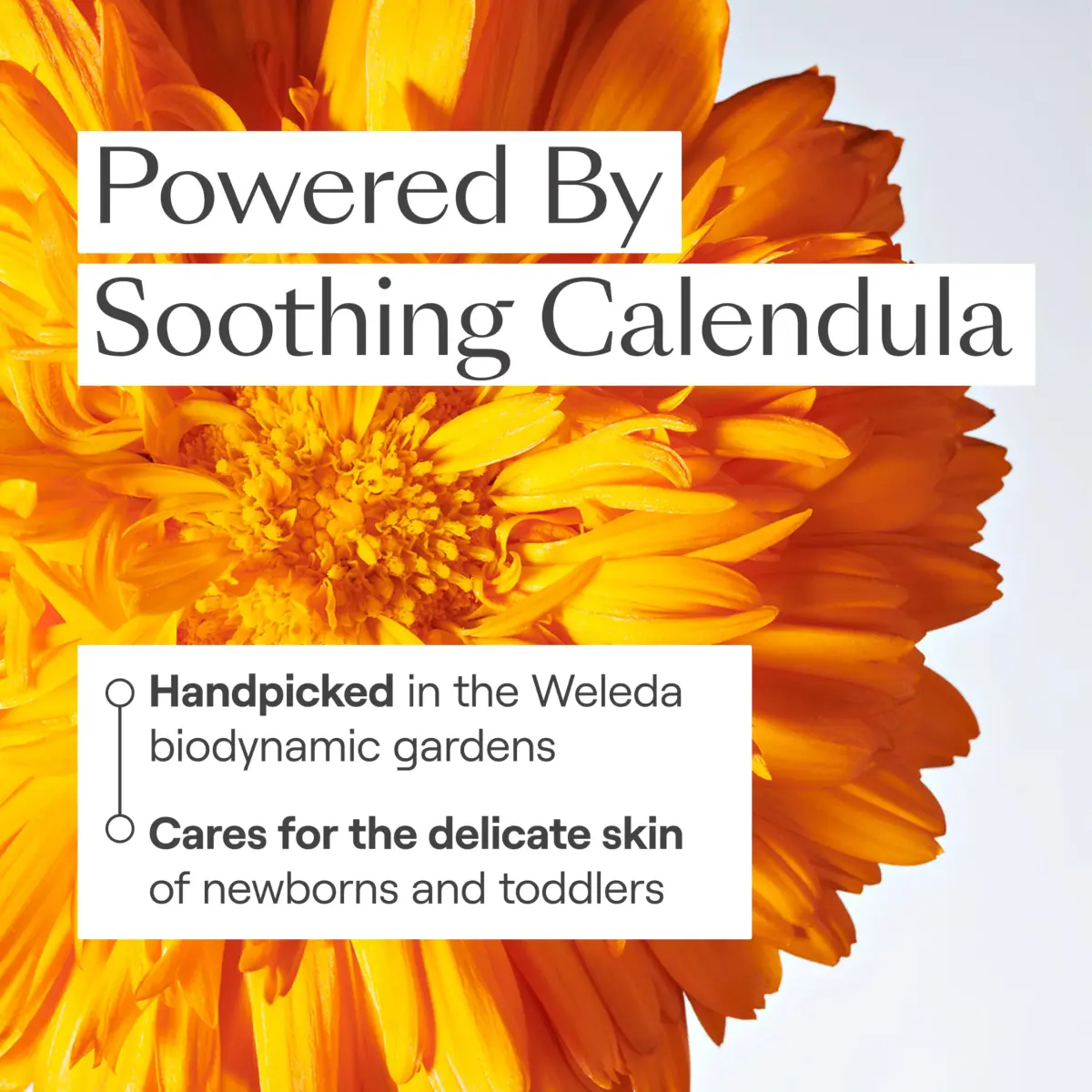 Weleda Baby Calendula 2-in-1 Gentle Shampoo and Body Wash 200ml (6.8 Fl Oz) | Tear-Free Cleanser for Sensitive Skin - view 4