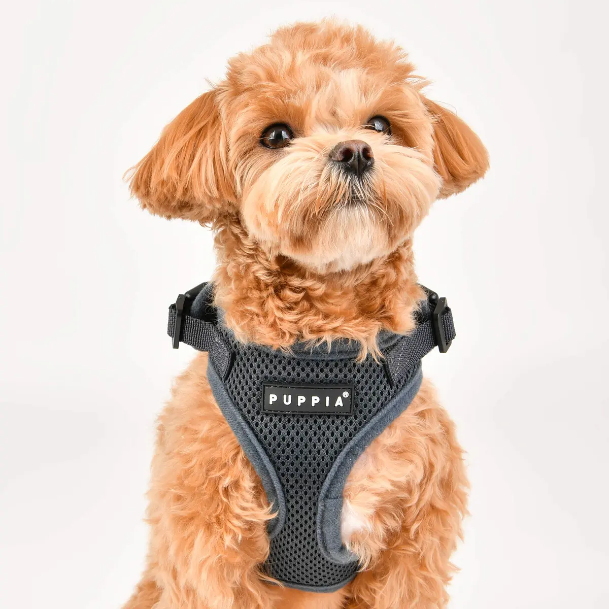 Puppia RiteFit Harness with Adjustable Neck, X-Large, Purple | Well-Designed Dog Vest Harness for Comfort & Fit - view 4