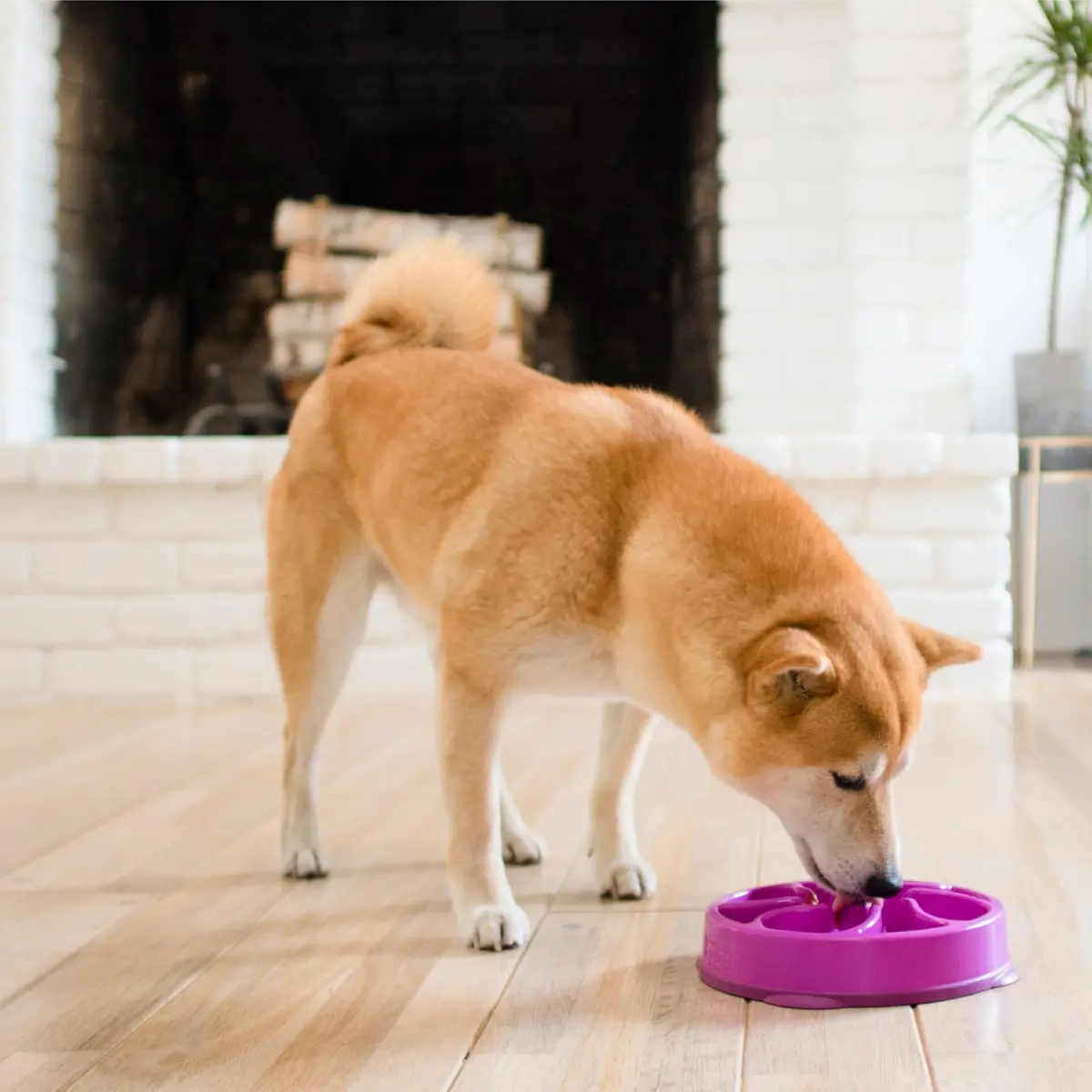 Outward Hound Fun Feeder Slow Bowl Medium 2-Cup Capacity Purple Flower Pattern | Slow Eating Dog Bowl - view 6