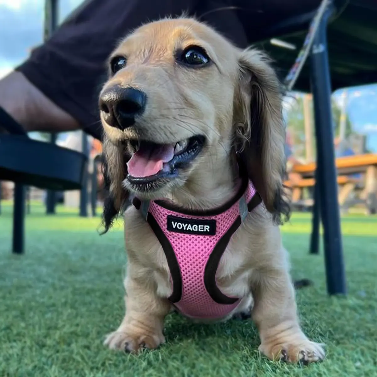 Best Pet Supplies Voyager Step-in Air Dog Vest Harness - Pink/Black, XS | Breathable, Reflective & Easy Fit - view 6