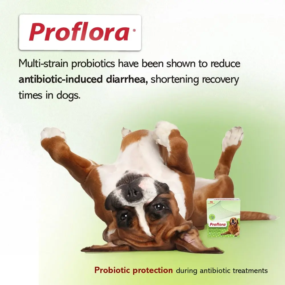 Proflora Probiotics & Prebiotics for Dogs 30 Sachets | Supports Gut & Immune Health - view 9