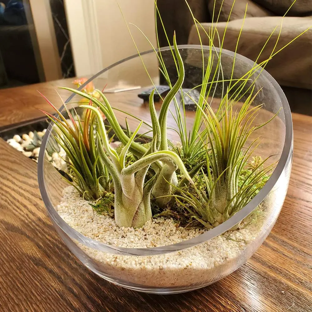 WGVI Slant Cut Bowl Glass Vase | 9" Width, 8.25" Height | Clear Terrarium & Floral Container - view 4