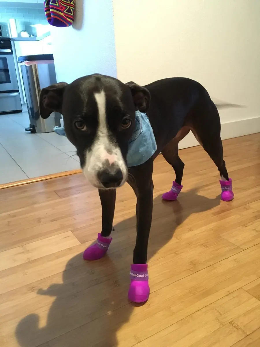 Cdycam Puppy Dogs Candy Colors Anti-Slip Waterproof Rubber Rain Shoes Boots Paws Cover (Purple,Medium) | Waterproof, Anti-Skid, Soft & Comfortable - view 6