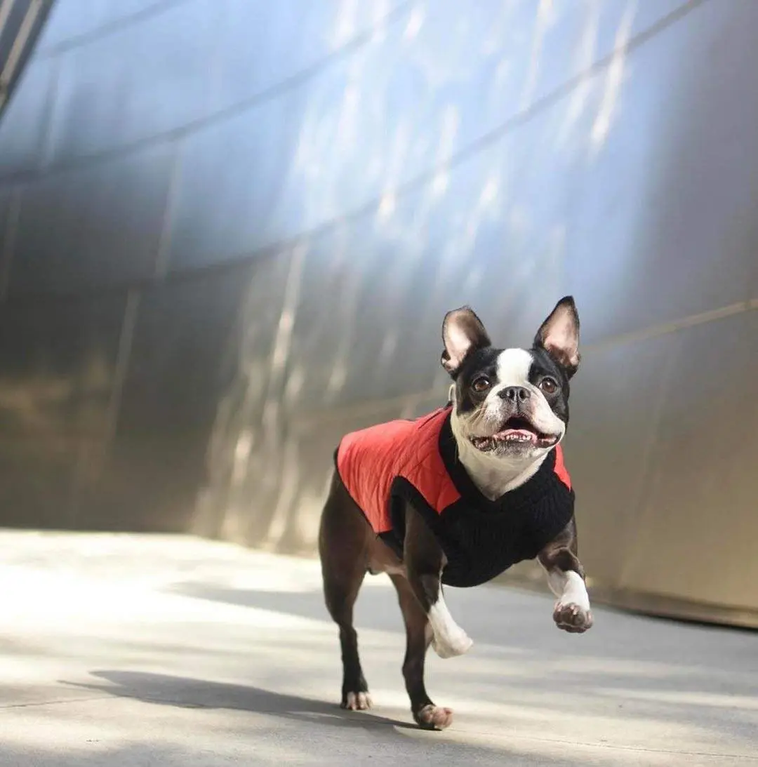 Gooby Fashion Vest Dog Jacket, Red, Large | Water-Resistant, Expandable & Stylish Winter Coat - view 6
