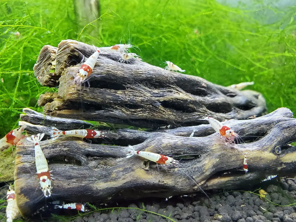 SoShrimp Natural Cholla Wood for Aquarium Decoration 3 Pieces (6 Inch Each) | Safe for Shrimp, Fish, and Reptiles - view 3