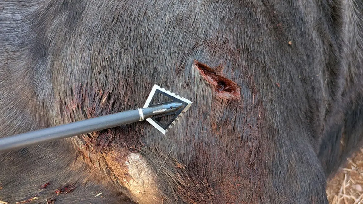 Magnus 4 Blade Hornet Ser-Razor Broadhead 100-Grain | Fixed Blade, Serrated, Deep Penetration - view 3