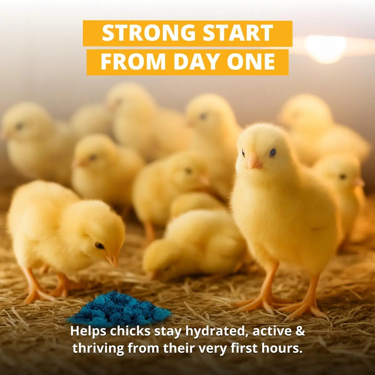Stromberg's Peck n' Grow 0.28 oz Pack for 100 Chicks | Supports Early Chick Development - view 8