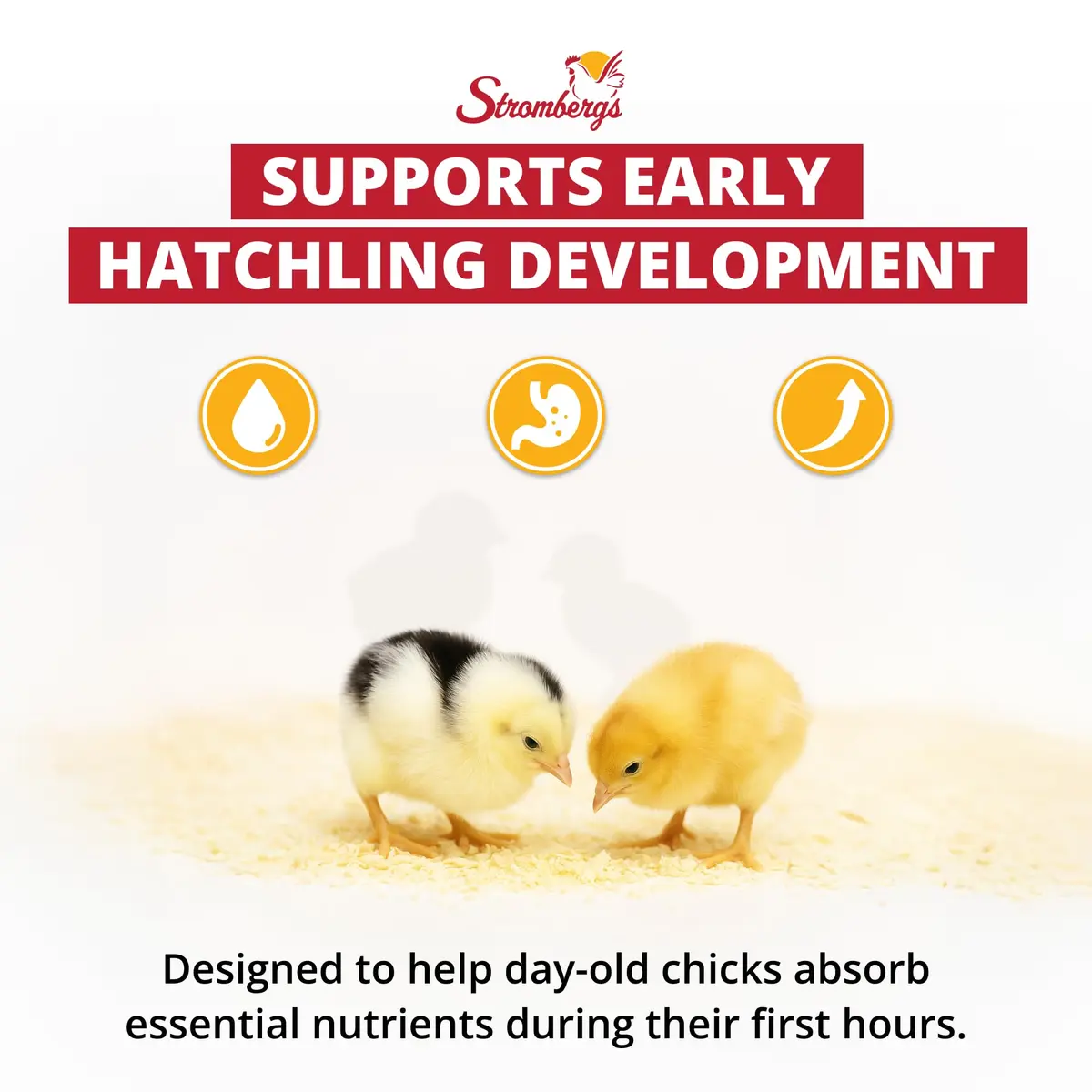Stromberg's Peck n' Grow 0.28 oz Pack for 100 Chicks | Supports Early Chick Development - view 2