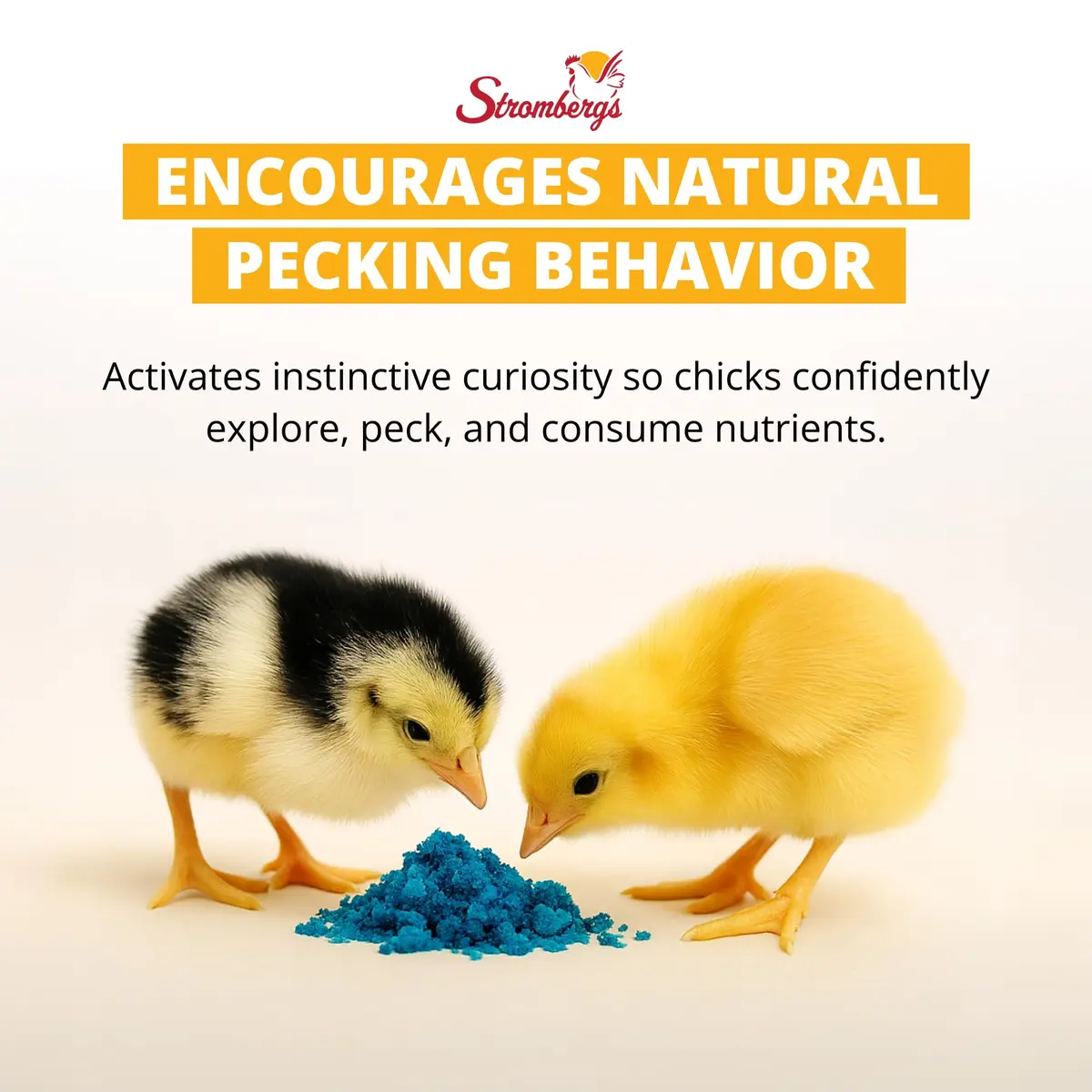 Stromberg's Peck n' Grow 0.28 oz Pack for 100 Chicks | Supports Early Chick Development - view 3