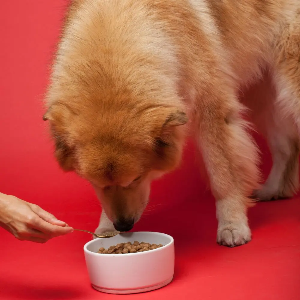 The Missing Link Senior Dog Supplement 1lb | Supports Bones, Joints, Skin, Heart & Cognition - view 2