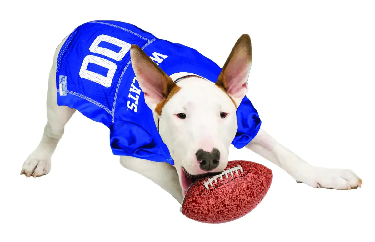 Pets First NCAA College Kentucky Wildcats Mesh Jersey for DOGS & CATS Small | Licensed Dog Jersey with your Favorite Football College Team - view 2